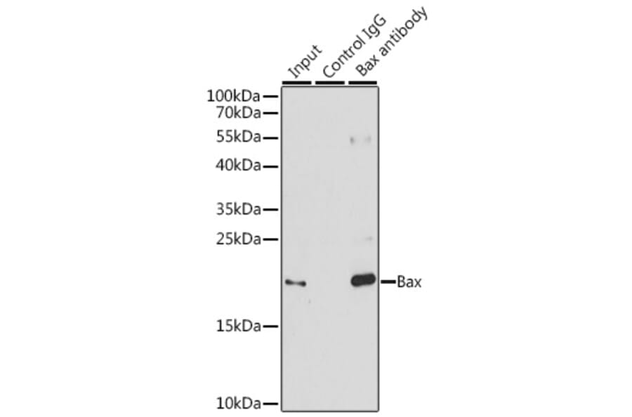 Western Blot - Anti-Bax Antibody (A81196) - Antibodies.com