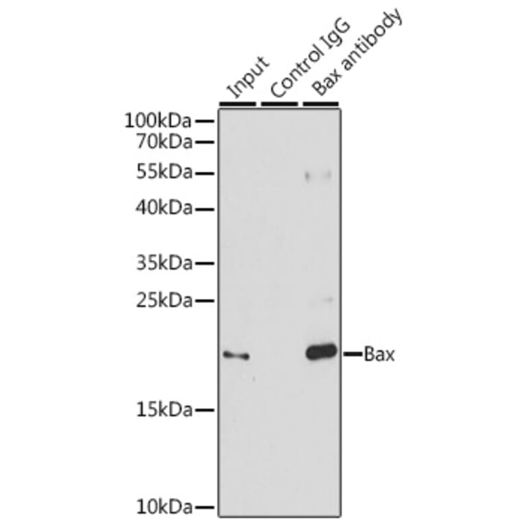 Western Blot - Anti-Bax Antibody (A81196) - Antibodies.com