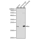 Western Blot - Anti-Bax Antibody (A81196) - Antibodies.com