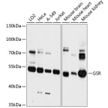 Western Blot - Anti-Glutathione Reductase Antibody (A81197) - Antibodies.com