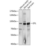 Western Blot - Anti-CDT2/RAMP Antibody (A81198) - Antibodies.com