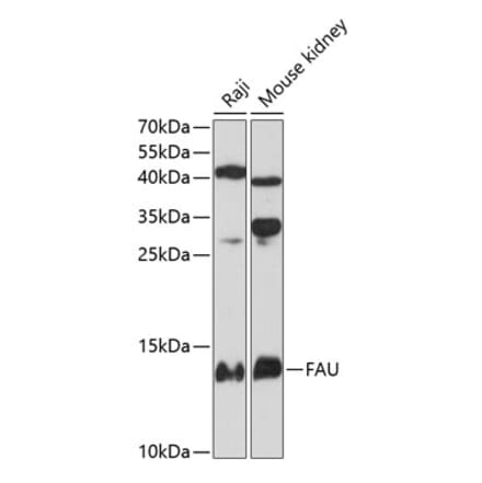 Western Blot - Anti-FAU Antibody (A81201) - Antibodies.com