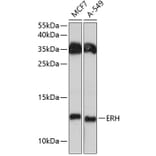 Western Blot - Anti-ERH Antibody (A81204) - Antibodies.com