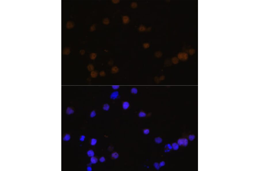 Immunofluorescence - Anti-Rb Antibody (A81205) - Antibodies.com