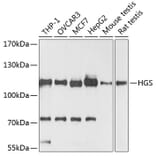 Western Blot - Anti-HGS Antibody (A81208) - Antibodies.com