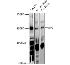 Western Blot - Anti-APC Antibody (A81209) - Antibodies.com