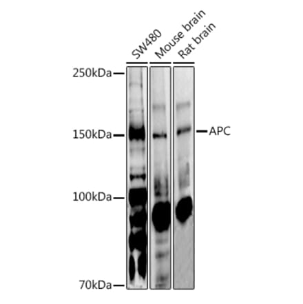 Western Blot - Anti-APC Antibody (A81209) - Antibodies.com