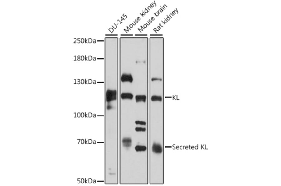 Western Blot - Anti-Klotho Antibody (A81213) - Antibodies.com