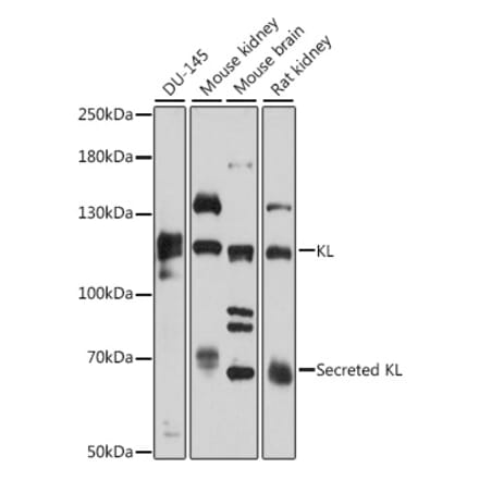 Western Blot - Anti-Klotho Antibody (A81213) - Antibodies.com