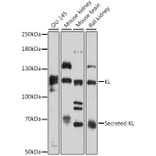 Western Blot - Anti-Klotho Antibody (A81213) - Antibodies.com