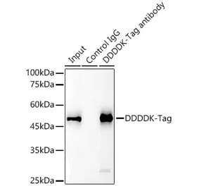 Western Blot - Anti-DDDDK Tag Antibody [AMC0515] (Magnetic Beads) (A81214) - Antibodies.com