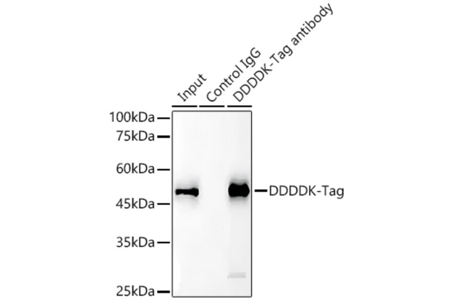 Western Blot - Anti-DDDDK Tag Antibody [AMC0515] (Magnetic Beads) (A81214) - Antibodies.com