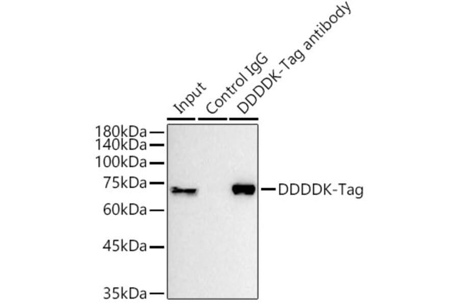 Western Blot - Anti-DDDDK Tag Antibody [AMC0515] (Magnetic Beads) (A81214) - Antibodies.com