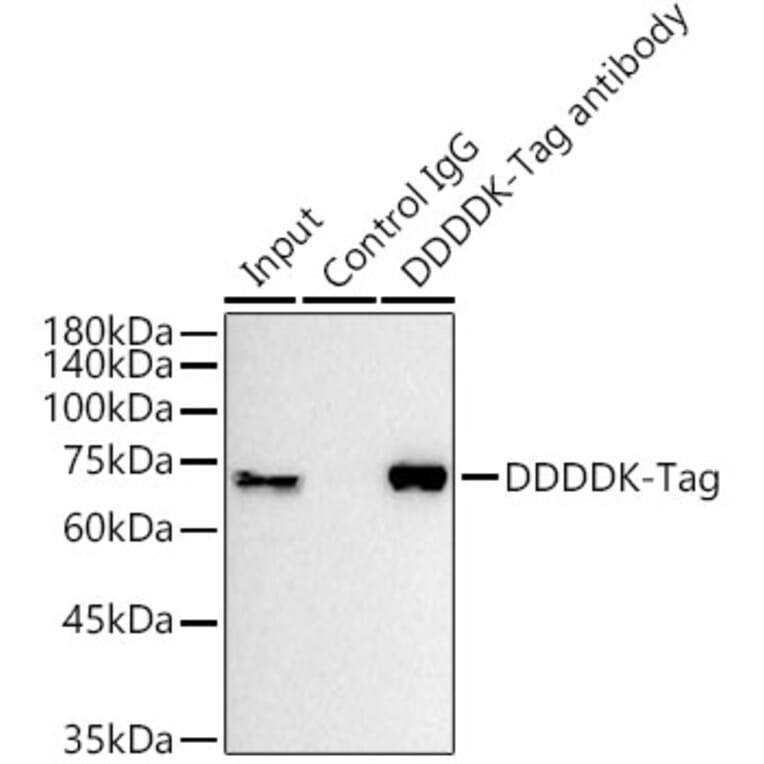 Western Blot - Anti-DDDDK Tag Antibody [AMC0515] (Magnetic Beads) (A81214) - Antibodies.com