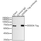 Western Blot - Anti-DDDDK Tag Antibody [AMC0515] (Magnetic Beads) (A81214) - Antibodies.com