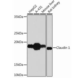Western Blot - Anti-Claudin 1 Antibody [ARC54478] (A81217) - Antibodies.com
