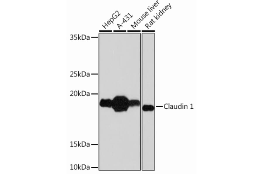 Western Blot - Anti-Claudin 1 Antibody [ARC54478] (A81217) - Antibodies.com