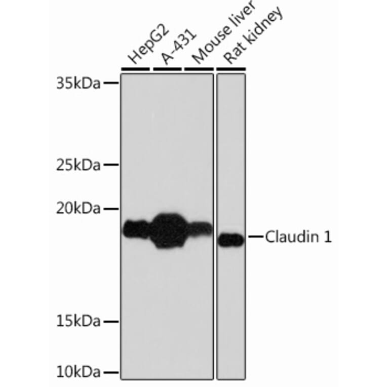 Western Blot - Anti-Claudin 1 Antibody [ARC54478] (A81217) - Antibodies.com