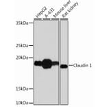 Western Blot - Anti-Claudin 1 Antibody [ARC54478] (A81217) - Antibodies.com