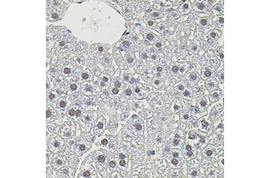 Immunohistochemistry - Anti-c-Myc Antibody (A81219) - Antibodies.com