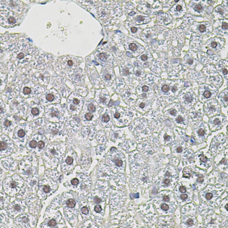 Immunohistochemistry - Anti-c-Myc Antibody (A81219) - Antibodies.com