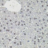 Immunohistochemistry - Anti-c-Myc Antibody (A81219) - Antibodies.com