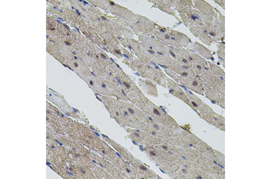 Immunohistochemistry - Anti-c-Myc Antibody (A81219) - Antibodies.com