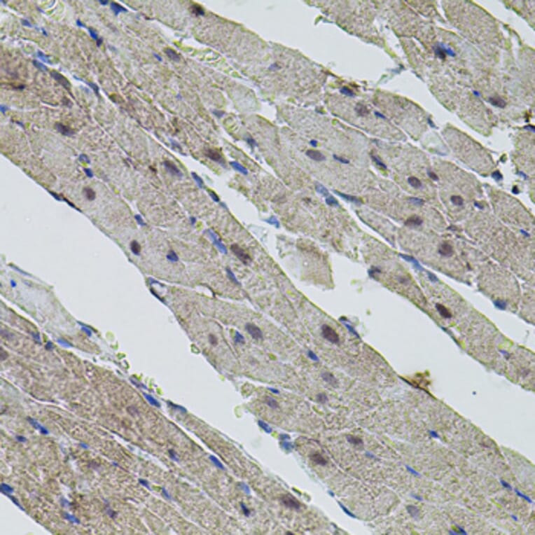 Immunohistochemistry - Anti-c-Myc Antibody (A81219) - Antibodies.com
