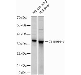 Western Blot - Anti-Caspase-3 Antibody (A81220) - Antibodies.com