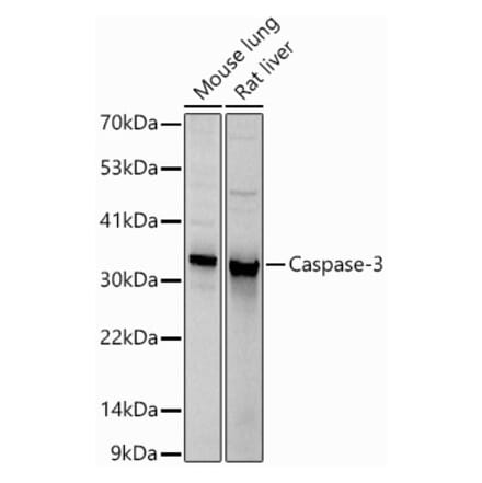 Western Blot - Anti-Caspase-3 Antibody (A81220) - Antibodies.com