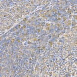 Immunohistochemistry - Anti-Caspase-3 Antibody (A81220) - Antibodies.com
