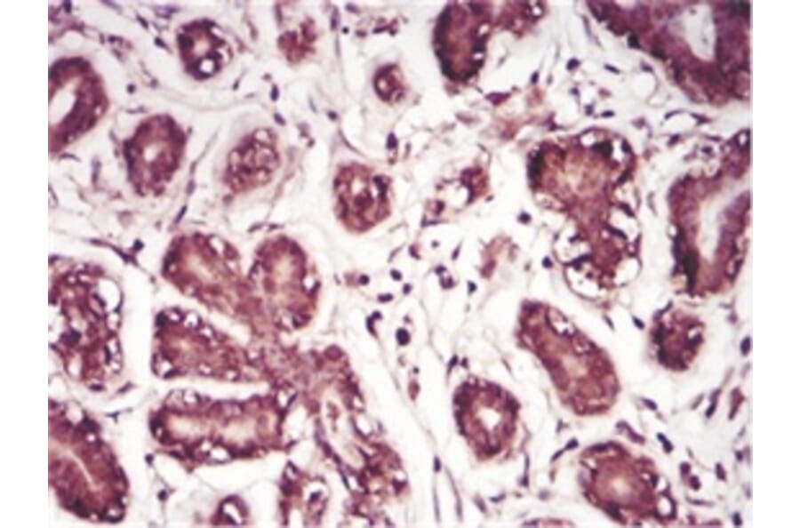 Immunohistochemistry - Anti-SAM Antibody from Arthus Biosystems (MA00203) - Antibodies.com