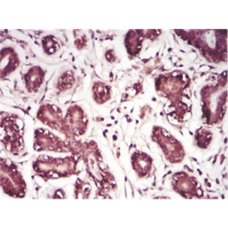 Immunohistochemistry - Anti-SAM Antibody from Arthus Biosystems (MA00203) - Antibodies.com