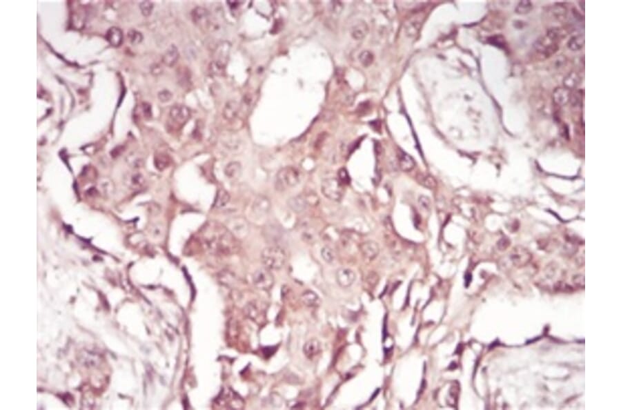 Immunohistochemistry - Anti-SAM Antibody from Arthus Biosystems (MA00203) - Antibodies.com
