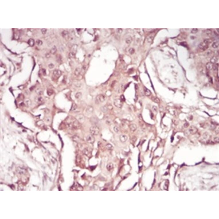 Immunohistochemistry - Anti-SAM Antibody from Arthus Biosystems (MA00203) - Antibodies.com