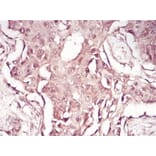 Immunohistochemistry - Anti-SAM Antibody from Arthus Biosystems (MA00203) - Antibodies.com