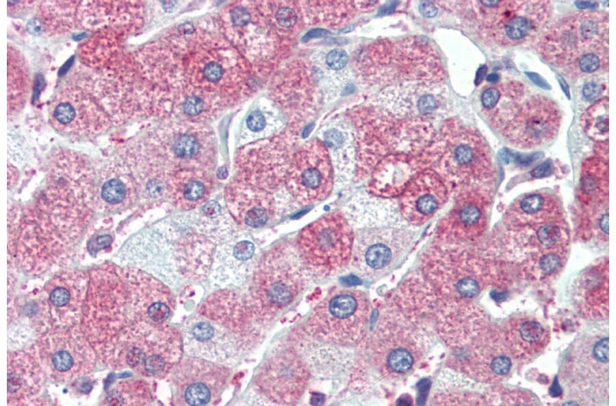 Immunohistochemistry - Anti-SIL1 Antibody (A82446) - Antibodies.com