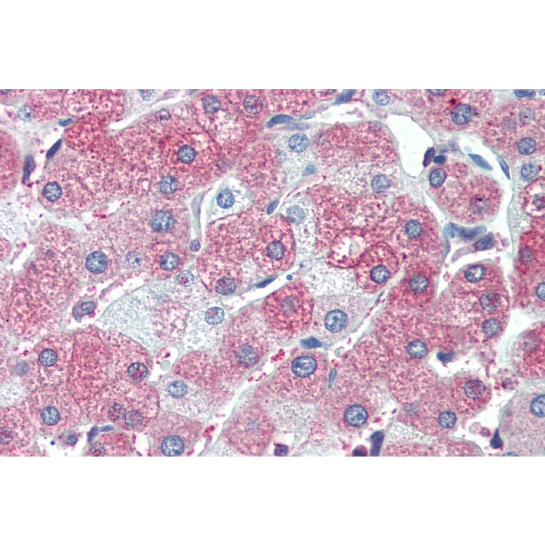 Immunohistochemistry - Anti-SIL1 Antibody (A82446) - Antibodies.com