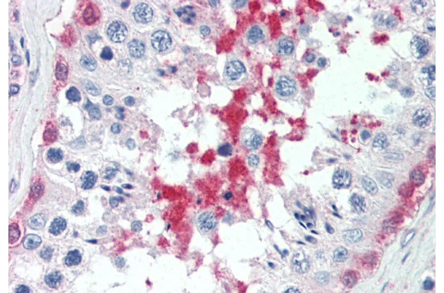 Immunohistochemistry - Anti-SIL1 Antibody (A82446) - Antibodies.com
