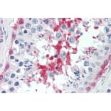 Immunohistochemistry - Anti-SIL1 Antibody (A82446) - Antibodies.com