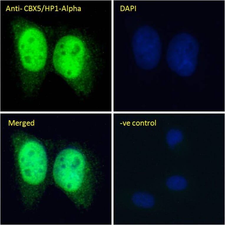 Immunofluorescence - Anti-HP1 alpha Antibody (A82447) - Antibodies.com