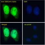 Immunofluorescence - Anti-HP1 alpha Antibody (A82447) - Antibodies.com