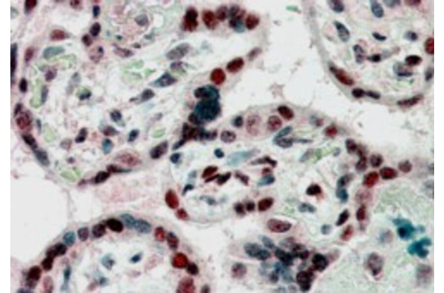 Immunohistochemistry - Anti-CBX1/HP1 beta Antibody (A82448) - Antibodies.com