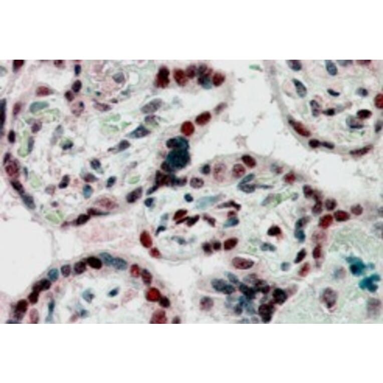 Immunohistochemistry - Anti-CBX1/HP1 beta Antibody (A82448) - Antibodies.com