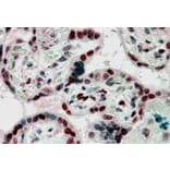 Immunohistochemistry - Anti-CBX1/HP1 beta Antibody (A82448) - Antibodies.com