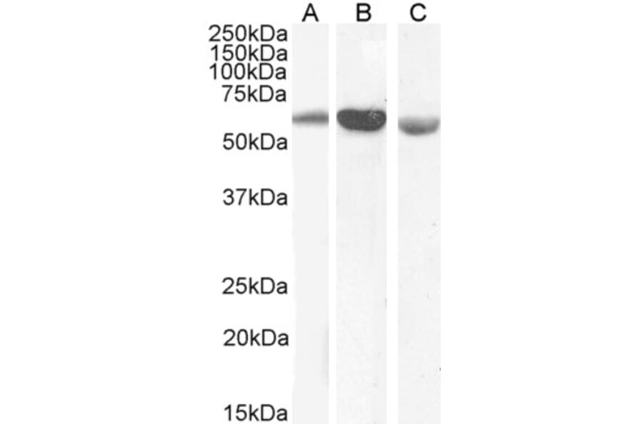 Western Blot - Anti-58K Golgi Protein Antibody (A82449) - Antibodies.com