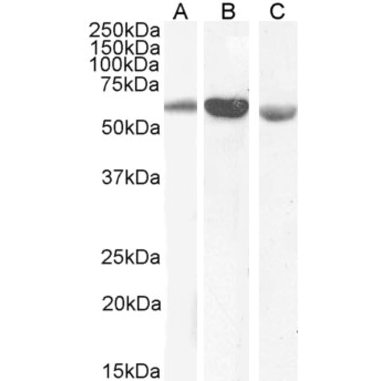 Western Blot - Anti-58K Golgi Protein Antibody (A82449) - Antibodies.com