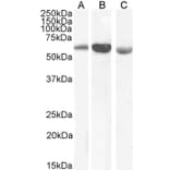 Western Blot - Anti-58K Golgi Protein Antibody (A82449) - Antibodies.com