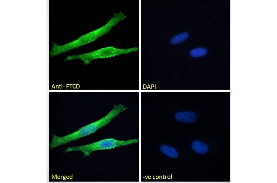 Immunofluorescence - Anti-58K Golgi Protein Antibody (A82449) - Antibodies.com
