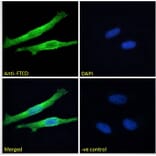 Immunofluorescence - Anti-58K Golgi Protein Antibody (A82449) - Antibodies.com